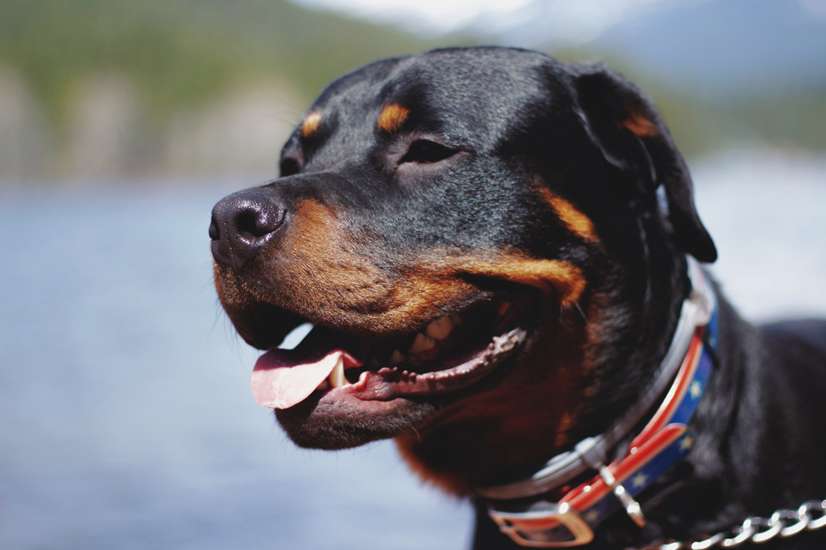 Dangerous Dogs - Criminal Defence Lawyer Brighton Sussex